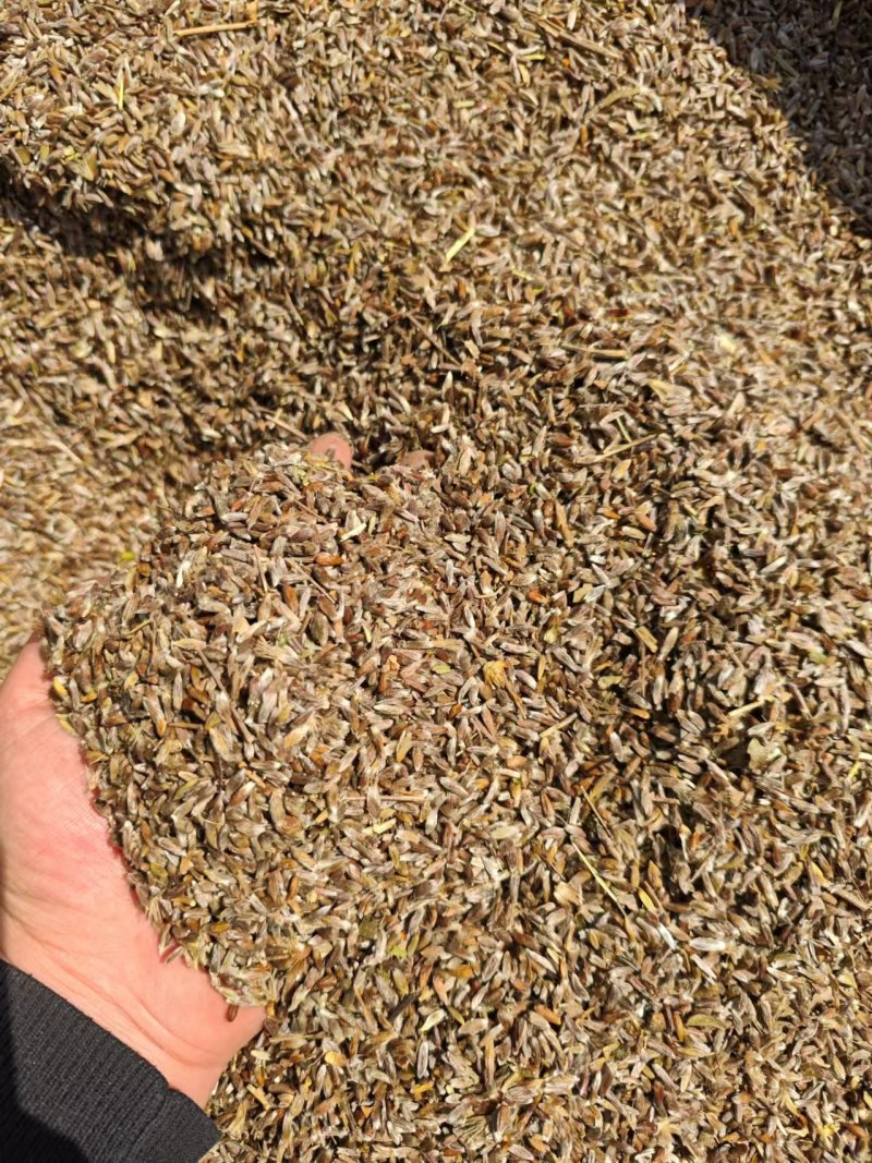 北苍术