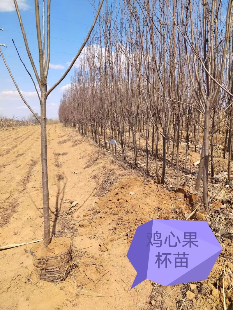 海棠果种苗量大从优价格优惠欢迎选购