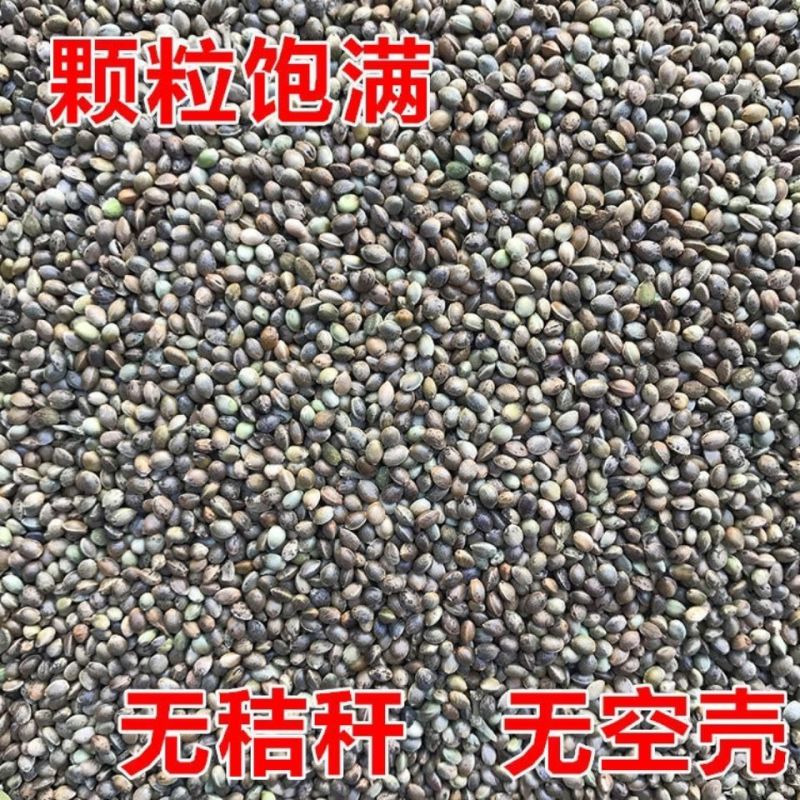 火麻仁中药材脱壳火麻仁火麻籽规格齐全厂家直销品质保证