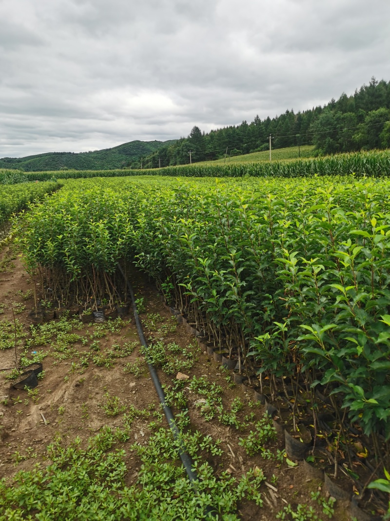 海棠果种苗量大从优价格优惠欢迎选购