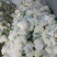 甘肃菜花，大量上市，货量充足，品质佳，欢迎咨询