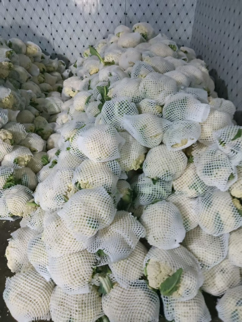 甘肃菜花，大量上市，货量充足，品质佳，欢迎咨询