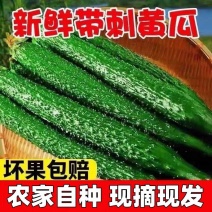 顶花带刺，密刺黄瓜。辽宁黄瓜/产地直发/欢迎来电采购