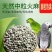 火麻仁批发中草药材原材鸽粮鸟食麻子麻籽散装颗粒饱满仓鼠粮