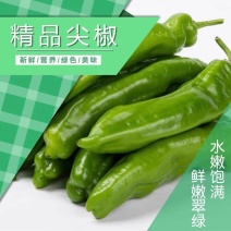 尖椒，暖棚新货啊，黄皮，绿皮都有现货啊。质量好，价格不贵