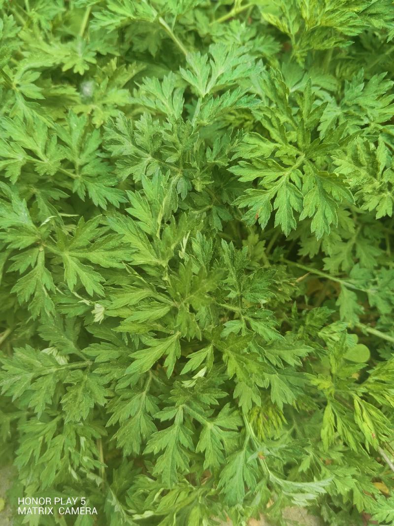 野艾蒿