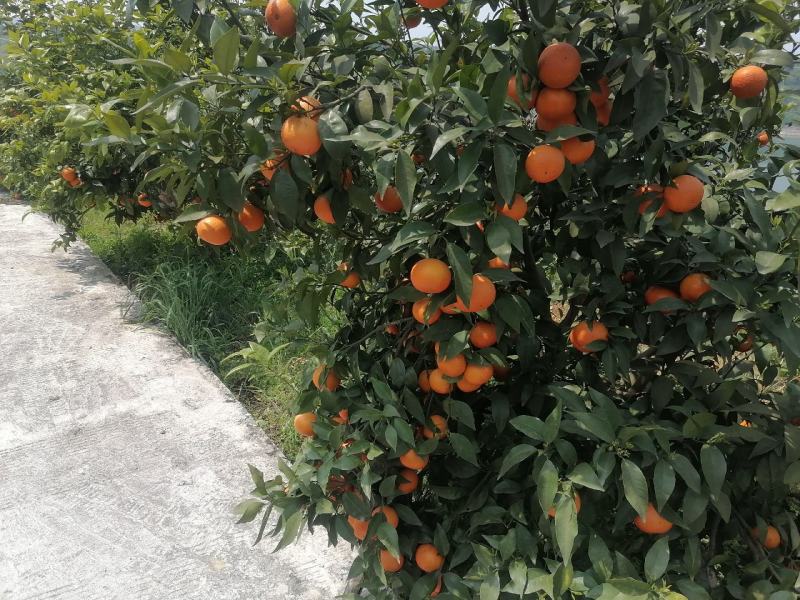 长江边沃柑。5万斤。左右。***********