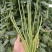 靓豆豆角豇豆种子中早熟翠绿长豆角种子厂家直销