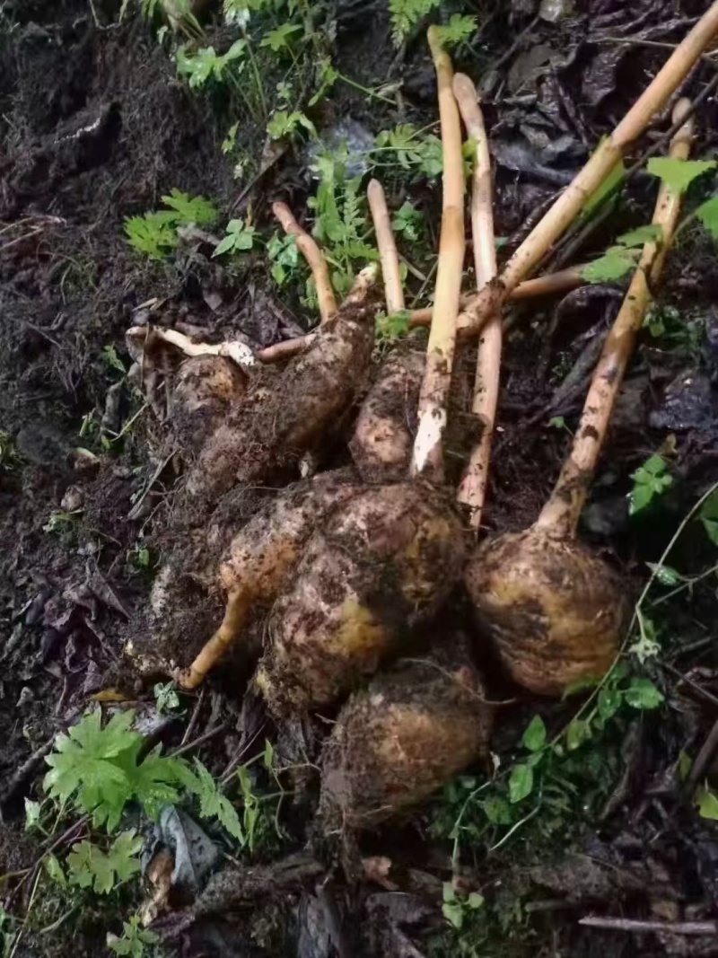 高山纯野生鲜天麻5月出货数量有限只接受预订鲜货直发