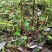 高山纯野生鲜天麻5月出货数量有限只接受预订鲜货直发