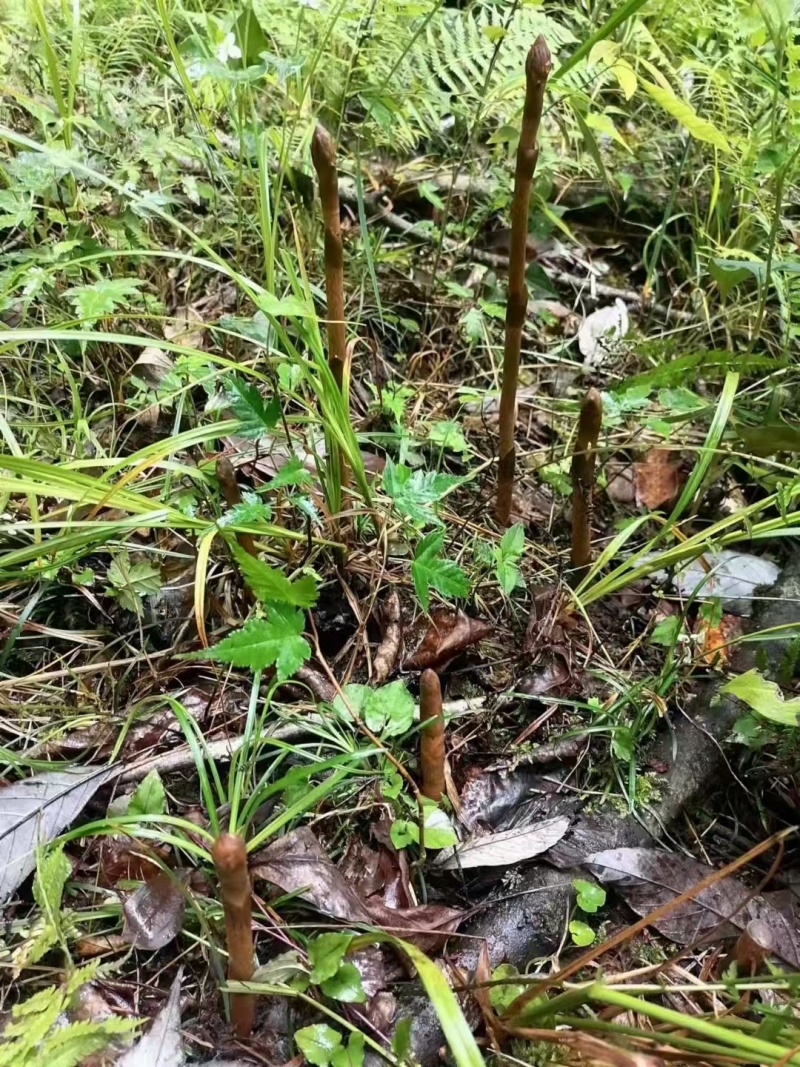 高山纯野生鲜天麻5月出货数量有限只接受预订鲜货直发