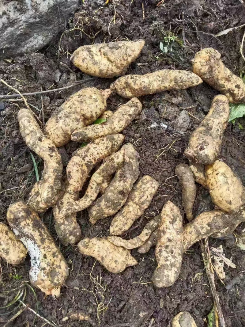 高山纯野生鲜天麻5月出货数量有限只接受预订鲜货直发