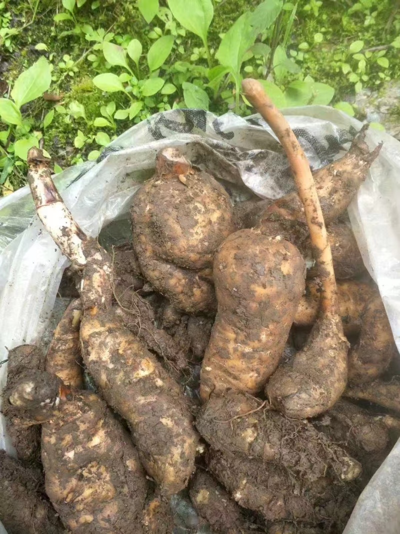 高山纯野生鲜天麻5月出货数量有限只接受预订鲜货直发