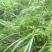 高山纯野生鲜天麻5月出货数量有限只接受预订鲜货直发