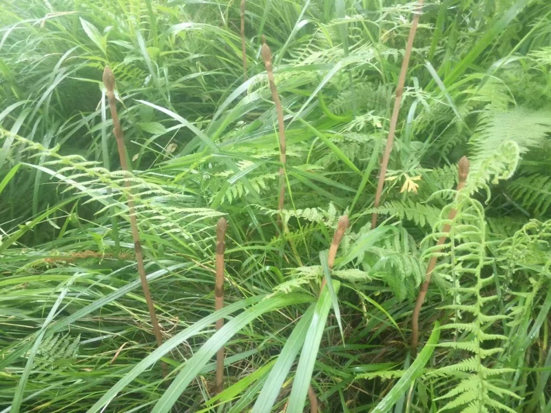 高山纯野生鲜天麻5月出货数量有限只接受预订鲜货直发