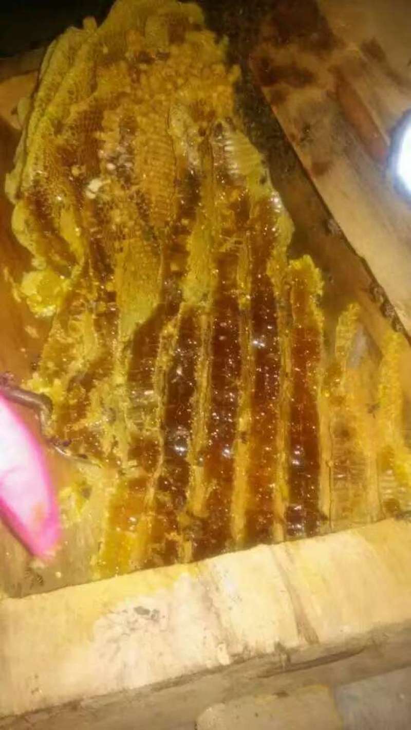 高山土蜂蜜一手货源全国发货保质保量假一赔十