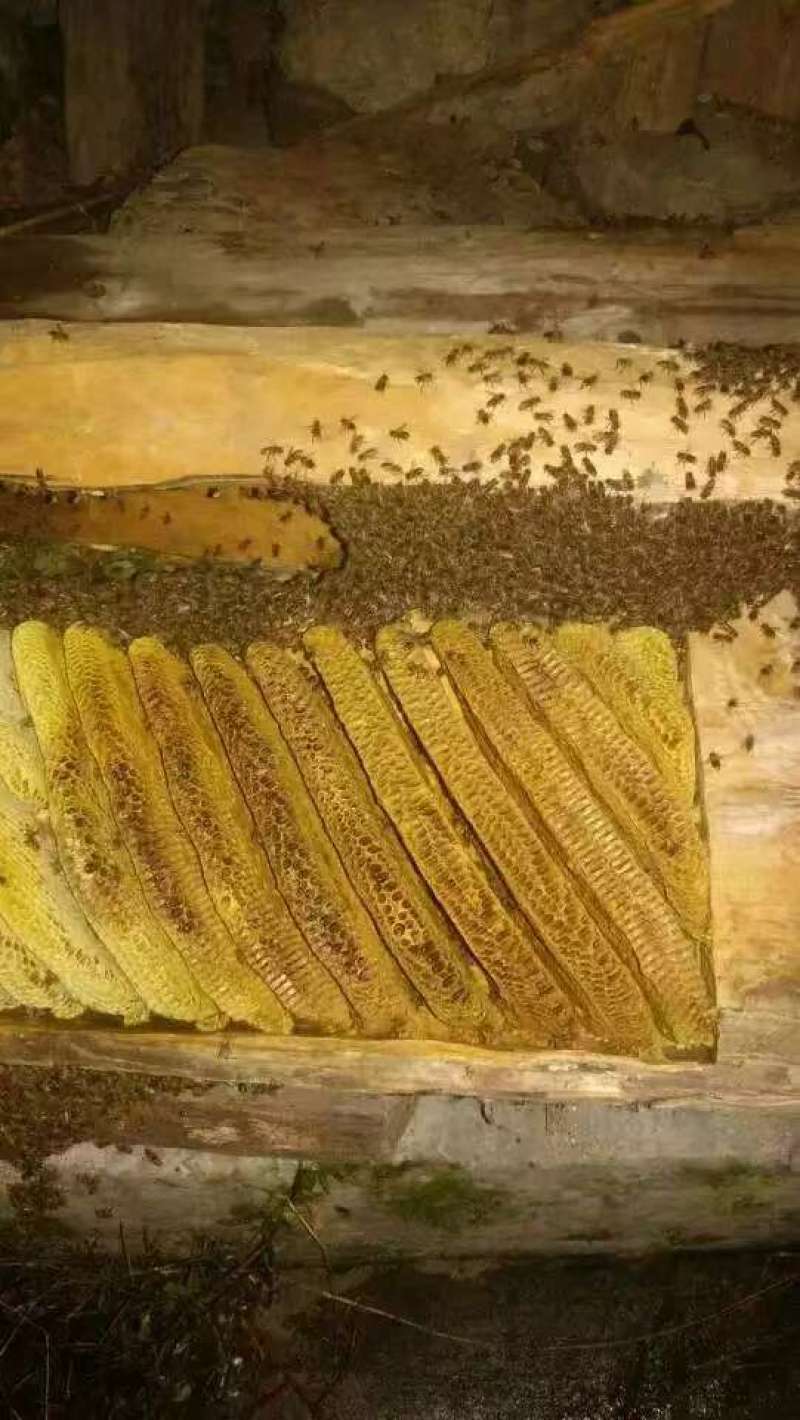 高山土蜂蜜一手货源全国发货保质保量假一赔十