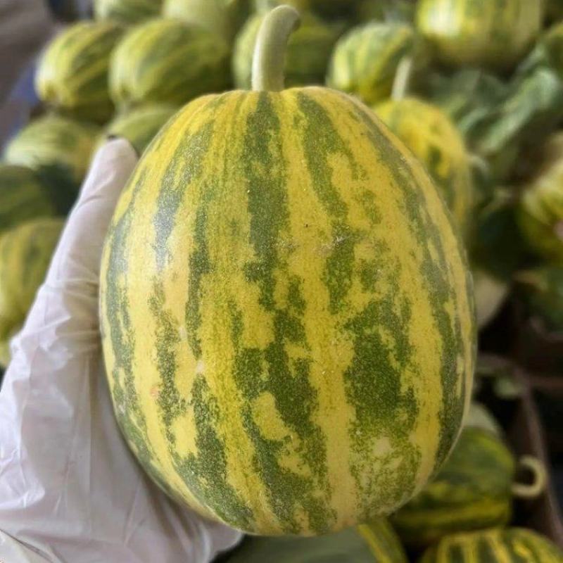 精品花蕾甜瓜大量上市品质保证一手货源量大从优欢迎