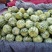 精品花蕾甜瓜大量上市品质保证一手货源量大从优欢迎