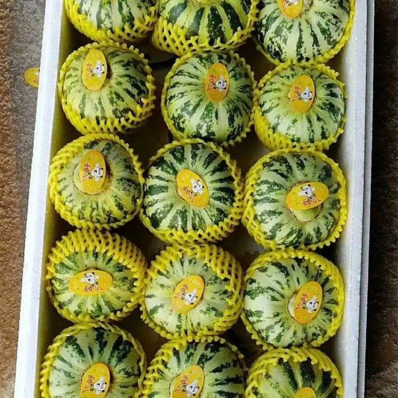 精品花蕾甜瓜大量上市品质保证一手货源量大从优欢迎