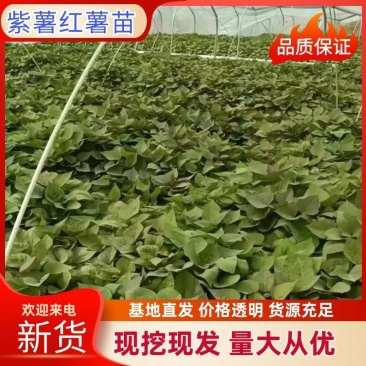 紫美人红薯苗西瓜红蜜红皮哈密榴莲蜜薯蜜薯苗板栗