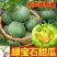 嫁接绿宝甜瓜苗，实力苗场直发保真，郝有财