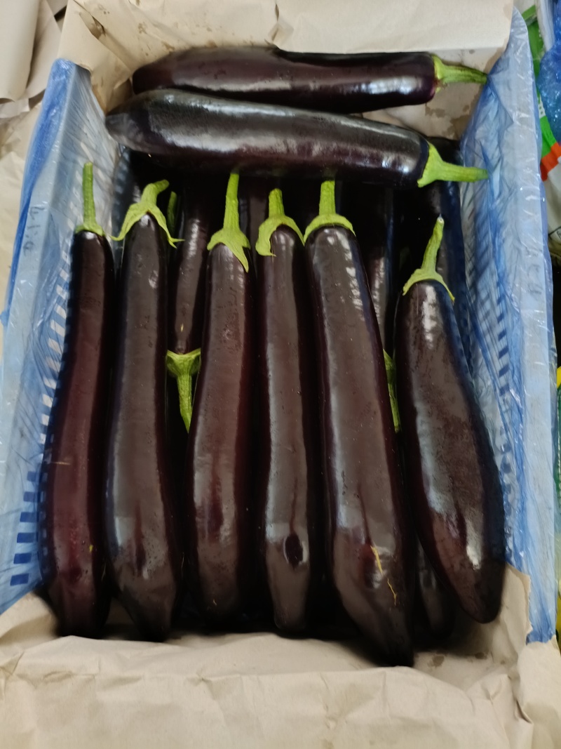 祥佳茄子，鲜摘直供。每日新鲜送达