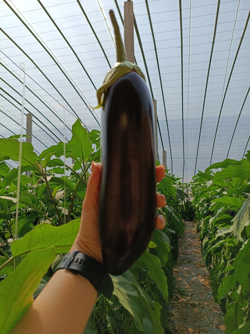 祥佳茄子，鲜摘直供。每日新鲜送达