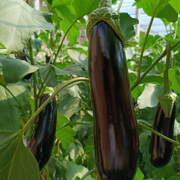 祥佳茄子，鲜摘直供。每日新鲜送达