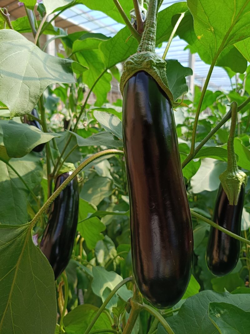 祥佳茄子，鲜摘直供。每日新鲜送达