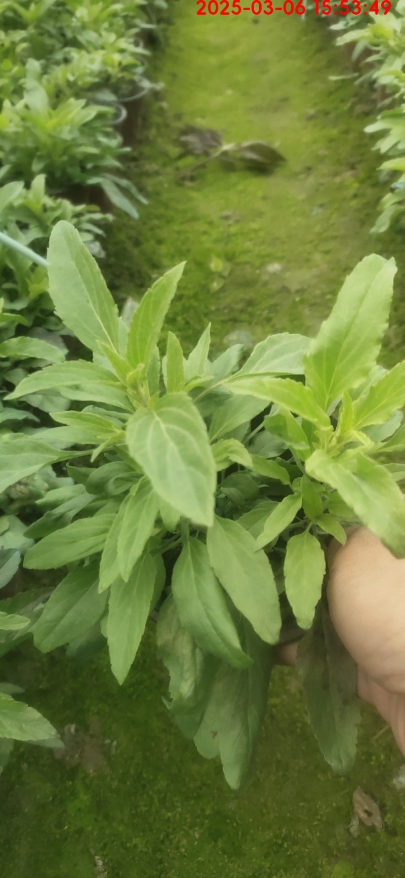 蓝花鼠尾草、14杯蓝花鼠尾草批发、加仑盆蓝花鼠尾草