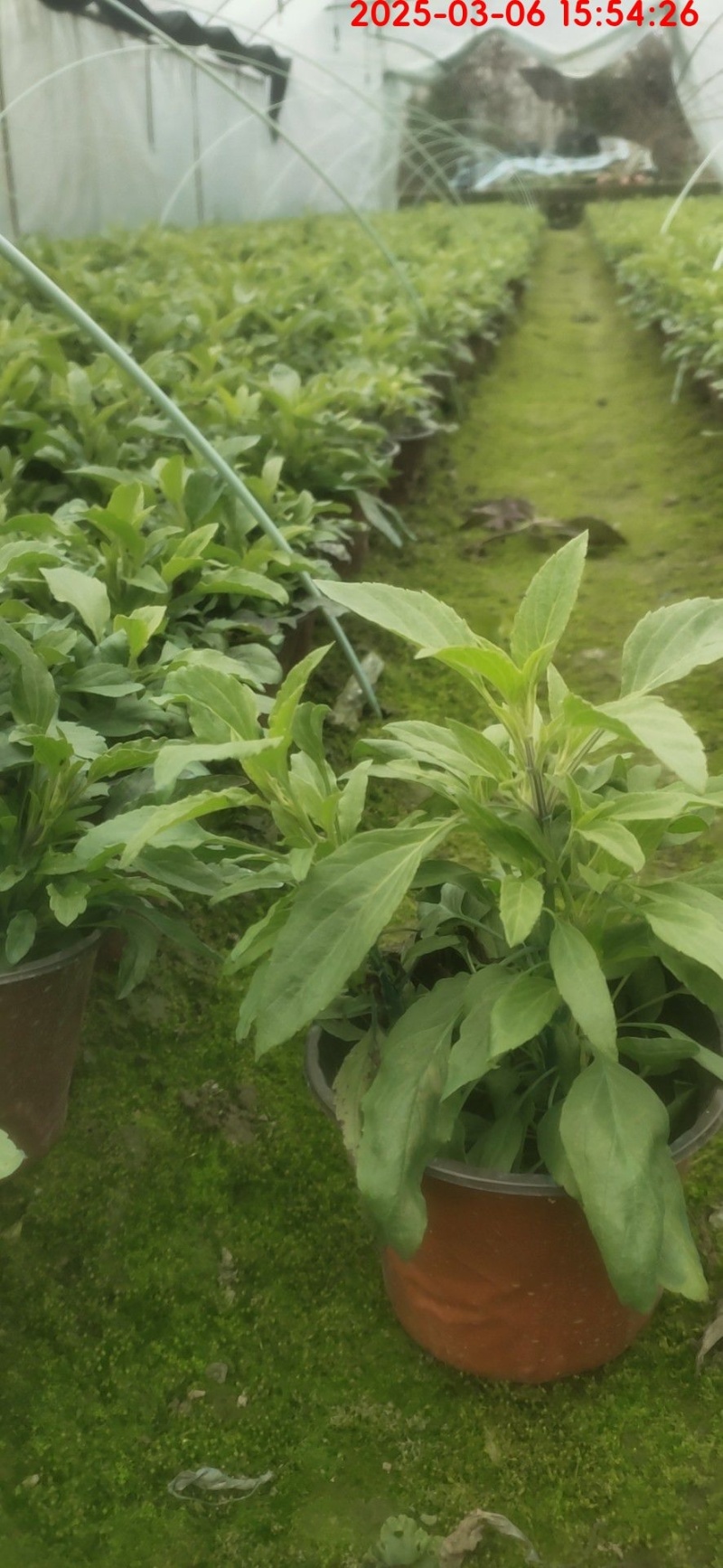 蓝花鼠尾草、14杯蓝花鼠尾草批发、加仑盆蓝花鼠尾草