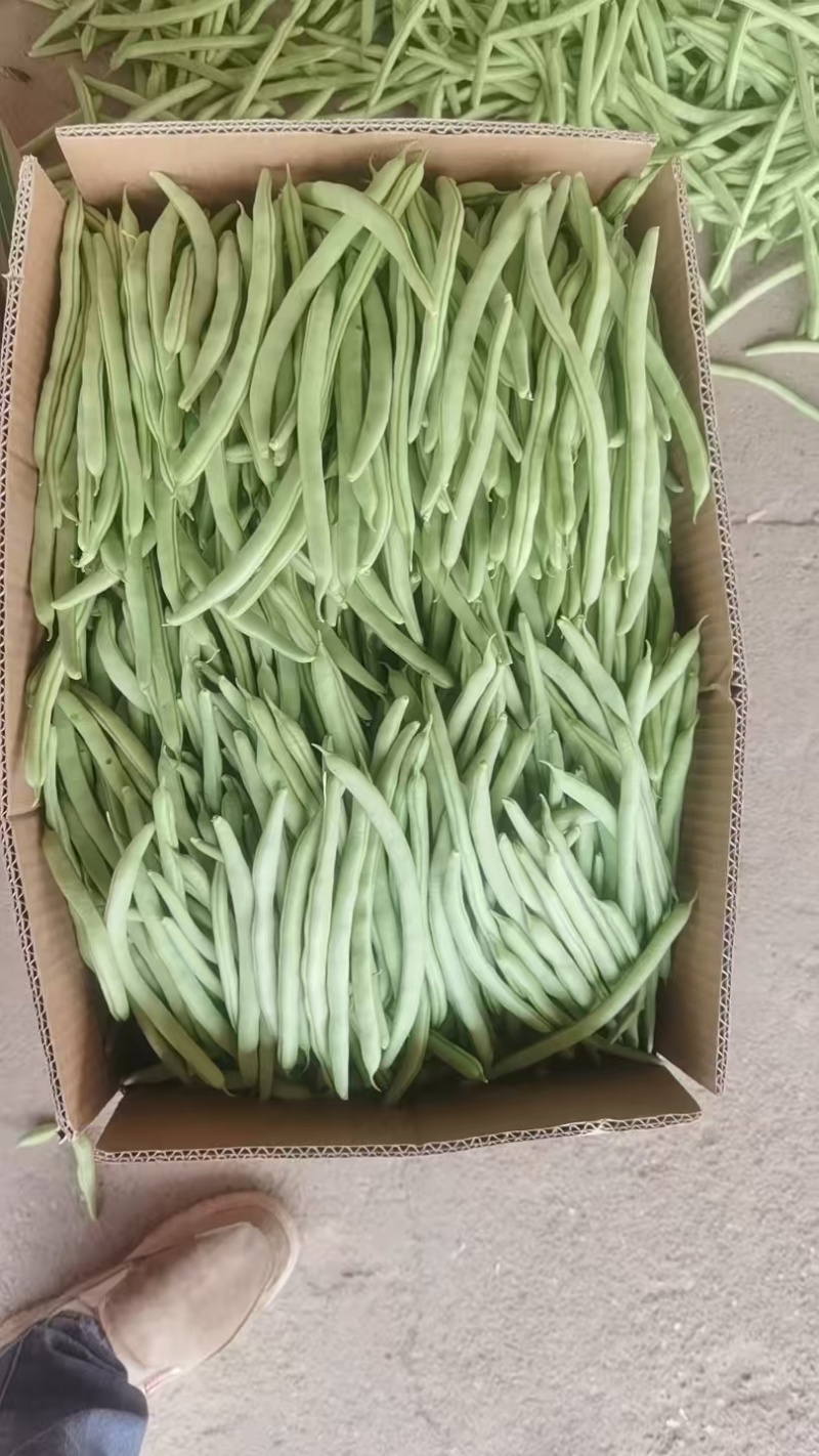 小金豆/四季豆/现摘现发/现货供应中/价格便宜/全国发货