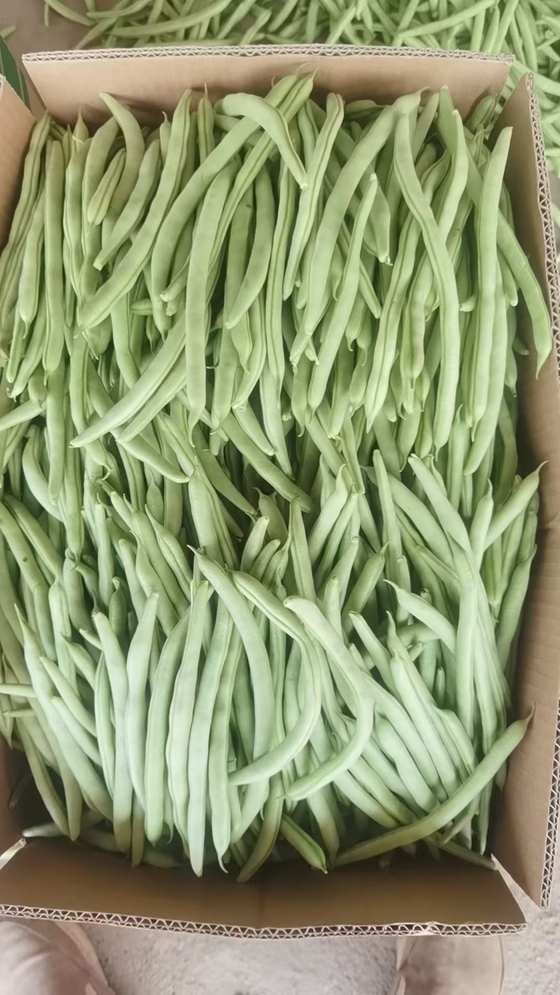 小金豆/四季豆/现摘现发/现货供应中/价格便宜/全国发货