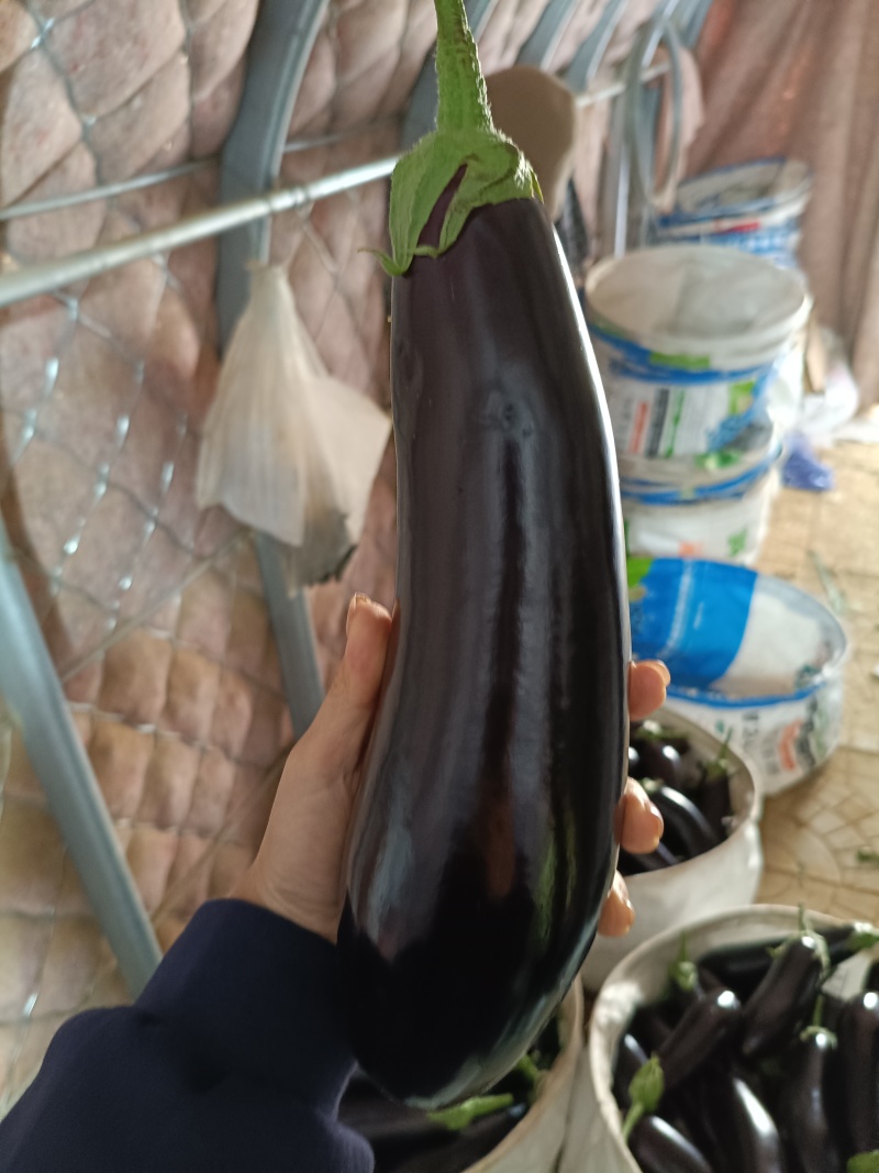 祥佳茄子，鲜摘直供。每日新鲜送达