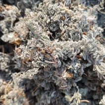 茵陈干货
