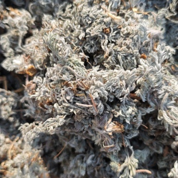 茵陈干货