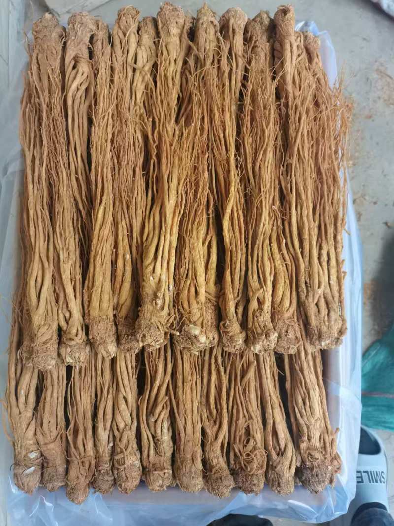 【热卖推荐】甘肃定西岷县水洗黄当归产地直发量大从优欢迎