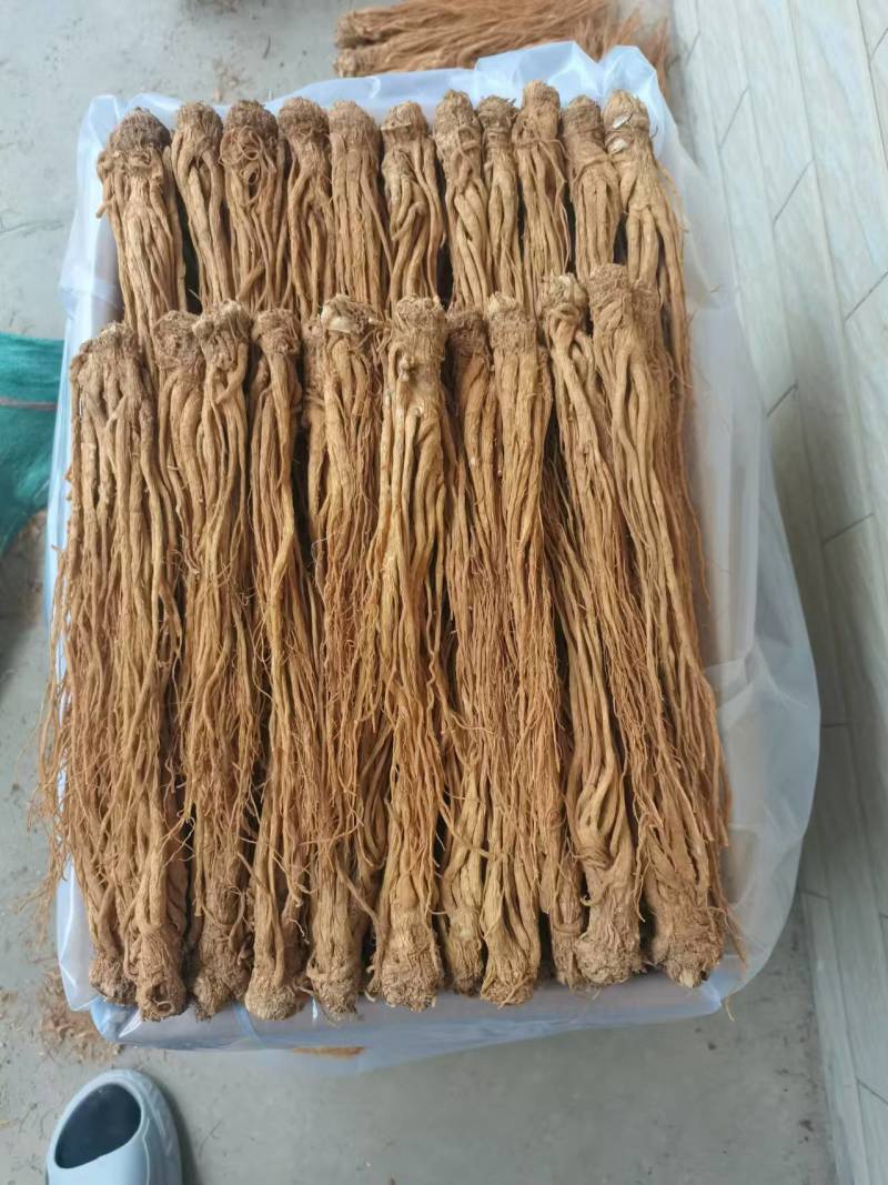 【热卖推荐】甘肃定西岷县水洗黄当归产地直发量大从优欢迎