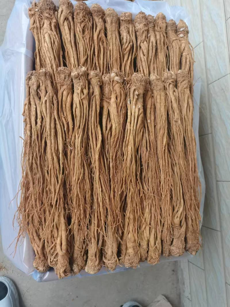 【热卖推荐】甘肃定西岷县水洗黄当归产地直发量大从优欢迎