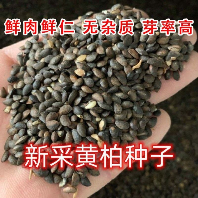 新鲜黄柏种子，优质原产地，种植养护简单，助您打造绿色家园，