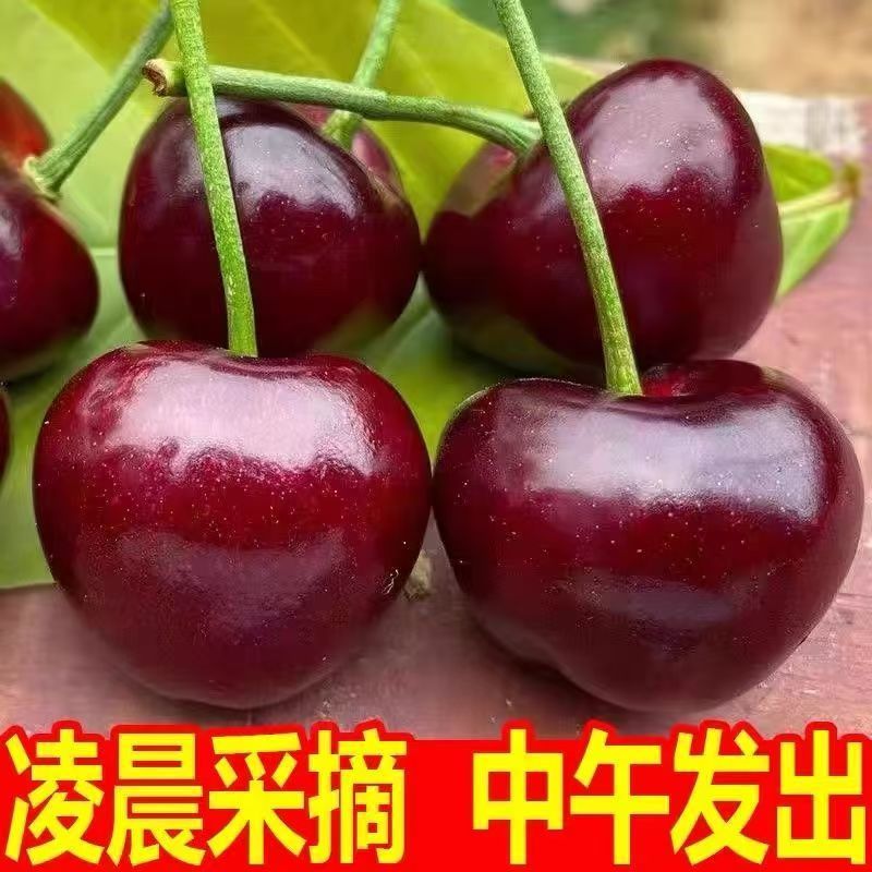 推荐樱桃美早樱桃萨米托产地直供价格实惠