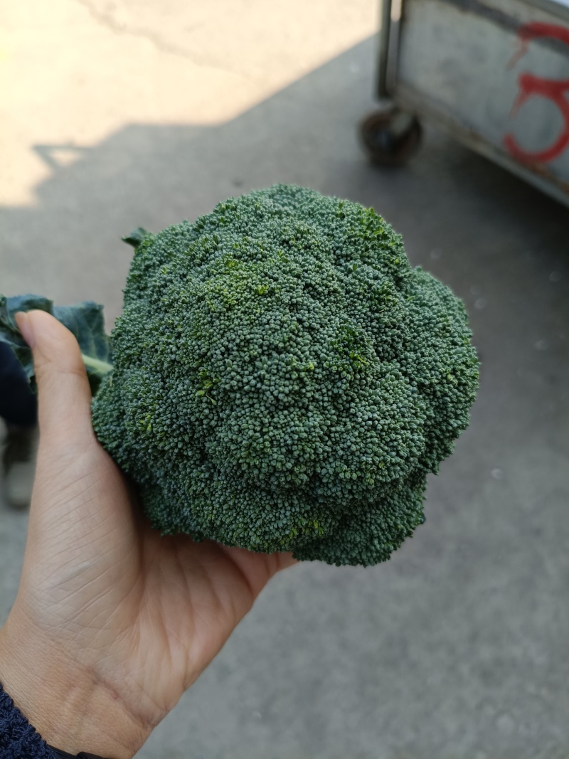 西兰花守护全家健康