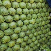 加工厂养殖甘蓝圆包菜，产地直发，量大从优，欢迎订购