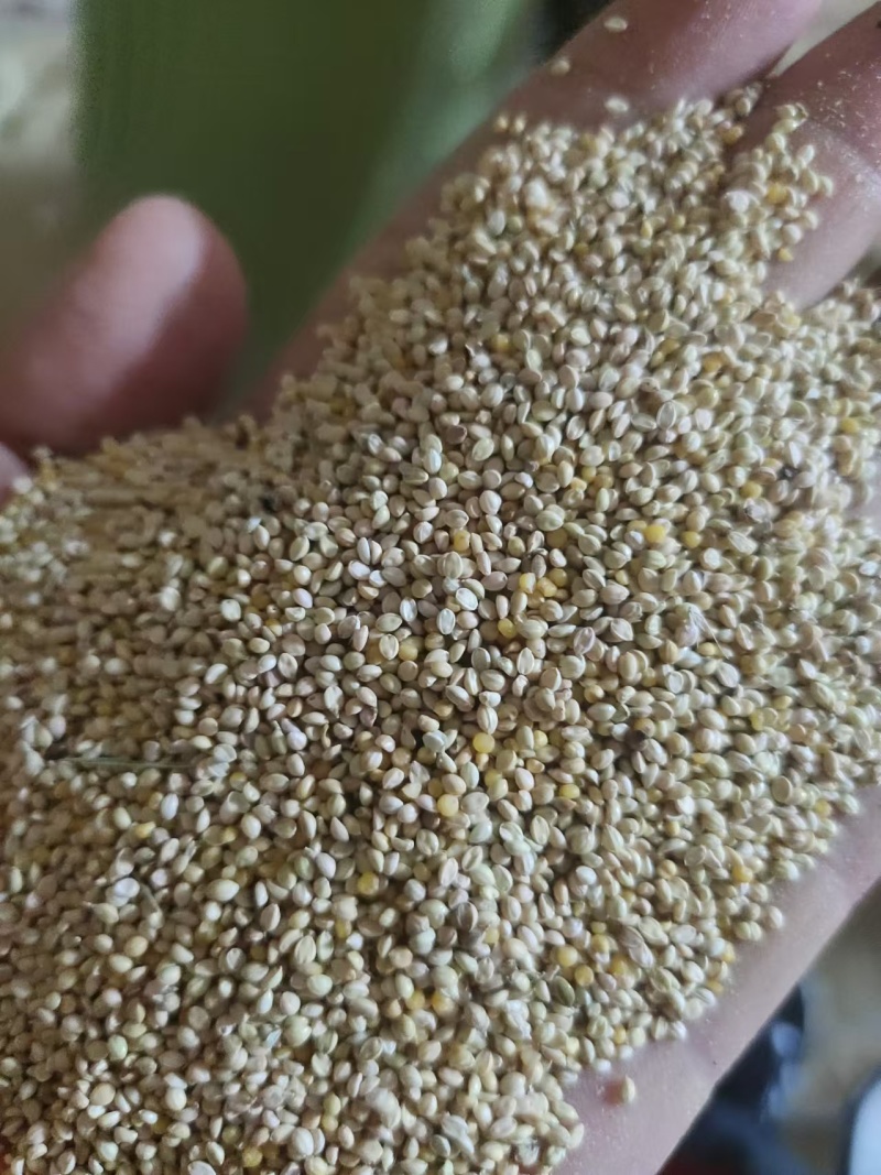谷瘪子/谷子小粒/谷秕子，一手货源，质量保证