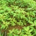 黄柏树芽苗自产自销提供技术支持服务保质保量量大从