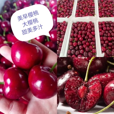 推荐樱桃美早樱桃萨米托产地直供价格实惠
