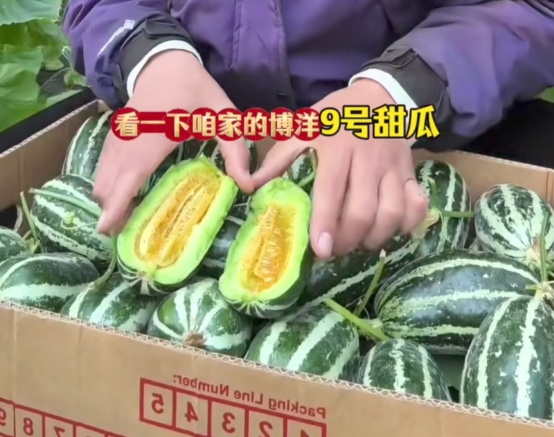 嫁接博洋9苗，实力苗场直发保真，郝有财