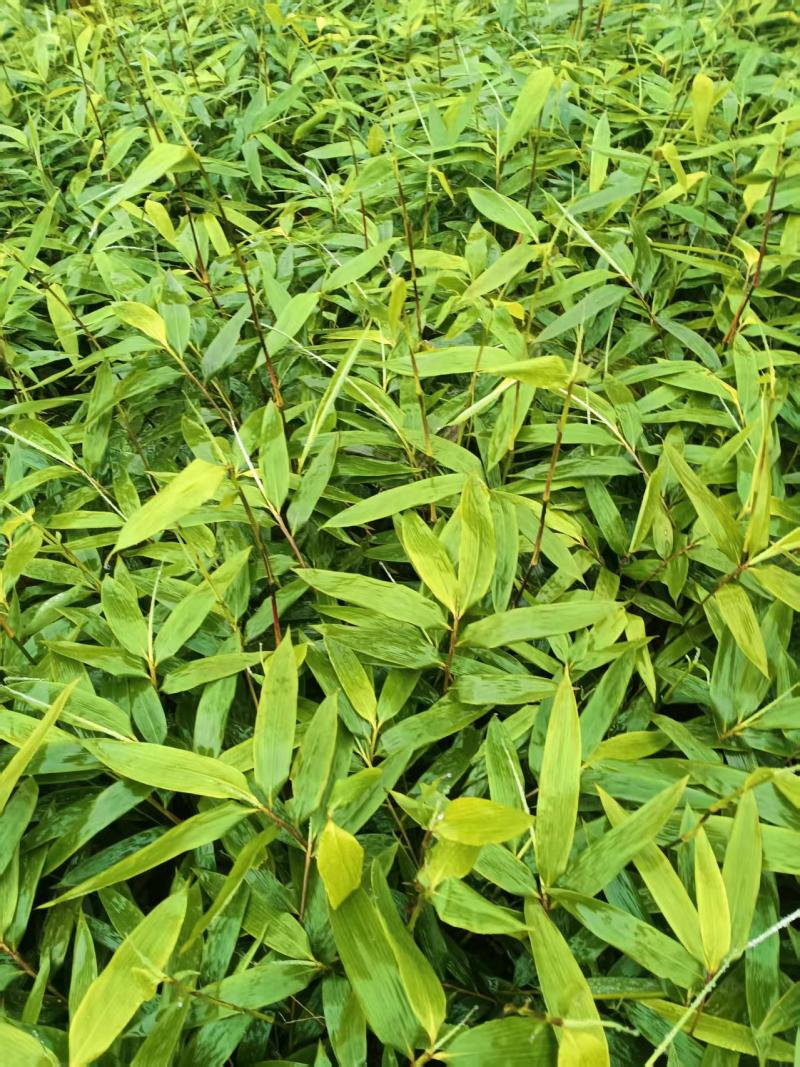 【推荐】精品方竹苗基地直发视频看货量大从优售后无