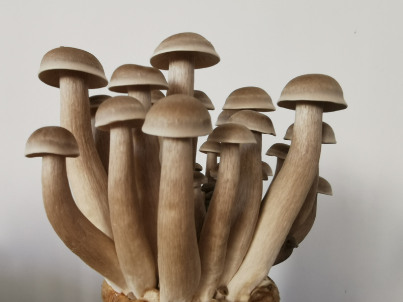 【鲜品】瓶栽鹿茸菇/干货/自有工厂/现货速发